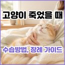 영동합동동물병원 | 고양이 죽었을 때 이렇게 해주세요. 고양이 수습방법부터 장례 절차, 비용, 후기 완벽 정리