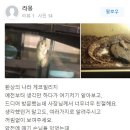 게코빌리지