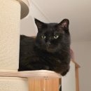 개와 집사의 시간 | 고양이캣폴 집사의반격 캣포스트 내돈내산 6개월 사용후기 조립방법 고양이 가구 캣타워 추천