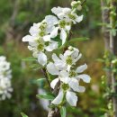 임실덕천리가침박달군락 이미지