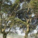 관매도 후박나무 이미지