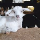 이루농장 이미지