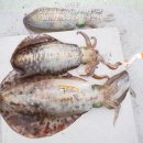 보물선낚시마트