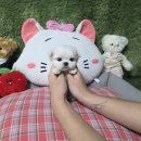 남원축협 동물병원 | 남원애견분양 미니말티즈 애견샵