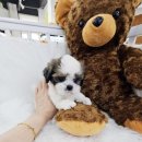 착한애견분양(원주점) 이미지