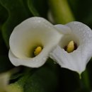 동백여인숙 이미지