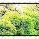 신록예찬 / 靑山 손병흥 이미지