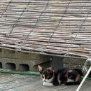 북촌 해동 | 왓마블 또또또간집 제주 북촌맛집 해동별한곳