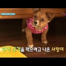 오!마이펫