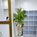 마음더하기음악학원 이미지