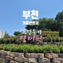송이축제 문화유적탐방버스 | [부천 백만송이장미원]장미축제 전 다녀온 솔직후기 (개화상태, 주차, 산책팁 총정리)