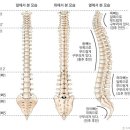 척주[ vertebral column , 脊柱 ] 이미지