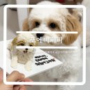 포에버퍼피 이미지