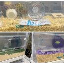 햄스터농장 이미지