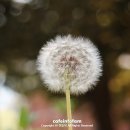 민들레홀씨 이미지