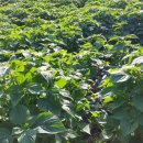 환이농장 이미지