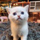 쿤이수염 이미지