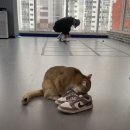 시나브로복싱 이미지