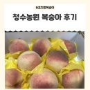 청수 | 세종 조치원복숭아 찐맛집 청수농원 복숭아 득템후기