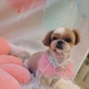 황실 애견미용 살롱 이미지