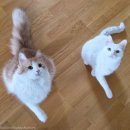 강아지와 고양이 이미지