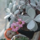 다육 꽃 이미지