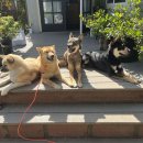 Friends at home... 이미지