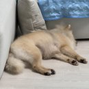 명성유치원 | 광안리애견미용 쁘띠몽펫샵 포메라니안 위생미용목욕 후기