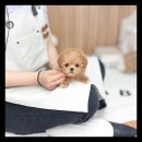 유앤미펫 강아지분양 고양이분양 위례점 이미지