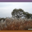 월평공원 습지길 이미지