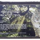 사람들이 삵 나온 유튜브에 댓글로 칡이라 햇을때 패턴 이미지