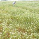 메밀꽃체육관 이미지