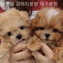 플랜멍 강아지분양 대구본점 | 대구강아지분양 플랜멍 강아지분양 대구본점 친절하고 전문적인 곳