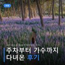 서천한우제2농장 | 서천 맥문동 축제 주차장부터 가수 라인업까지 다녀온 후기