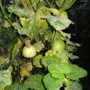 육단 2리 이미지