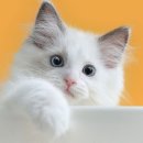 옥길아라동물의료센터 이미지