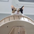 우리집 고양이 묘생역전 시키기 (긴글주의) 이미지