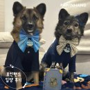 1961 | 포인핸드 입양후기[❤️입양후기❤️] 1961.페퍼로니