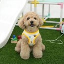 피터독 쇼핑하우