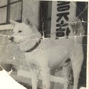 진도개영농조합 이미지