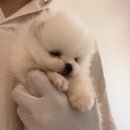 댕집사장 포메라니안 이미지