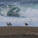 솔향이 진한 이미지