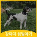 덕정 동물의료센터 이미지