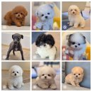 눈 독[Noon Dog] | 경주강아지분양 믿고 찾는 드림독