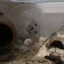 210531 오늘의 죠랭 : 베딩/책상/폴딩박스 구매하기, 연어큐브 도전하기🐟, 백년만에 감자캐고 모래갈기👩🏻‍🌾