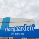 25년 인천송도 그린캠프 페스티벌 공식스폰서 호가든 Hoegaarden 밀맥주 부스 시음 후기