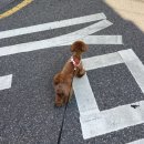 멍살롱 | 송파 석촌 잠실 애견미용 / 살롱드위드멍🐶🤎초코 말티푸 루이 미용 후기