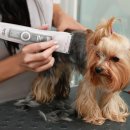 바리깡스타 | 강아지 미용비 9만원 😱 셀프미용 바비온 바리깡 후기