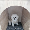 놀고쉬다가개