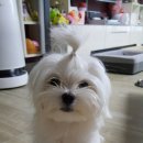 동호동물병원 이미지